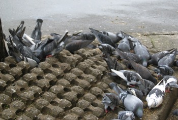 b_pigeons