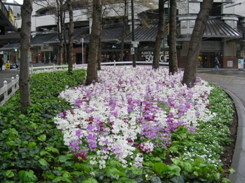 b_vicflowers