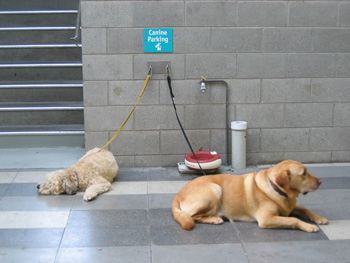 b_canineparking