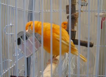 b_orangecanary
