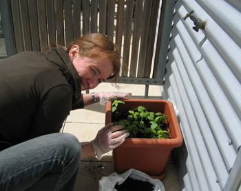 b_basil2009 b_basil2009