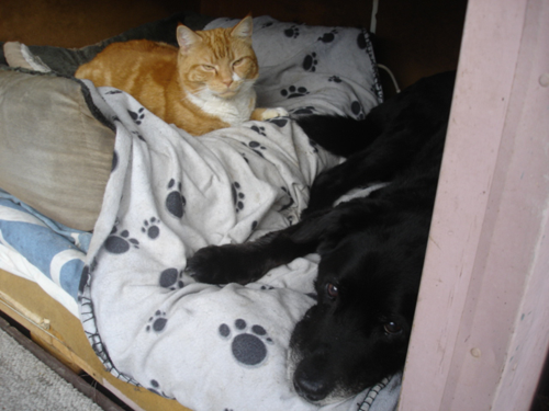DSC04385 DSC04385